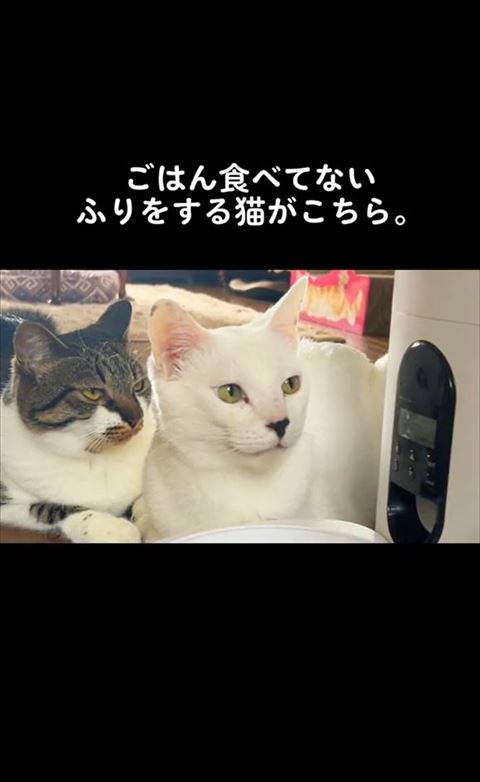 ２匹の猫アップ