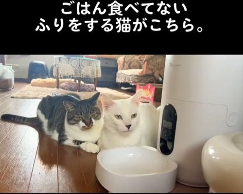 給餌機の前で並んでる2匹の猫