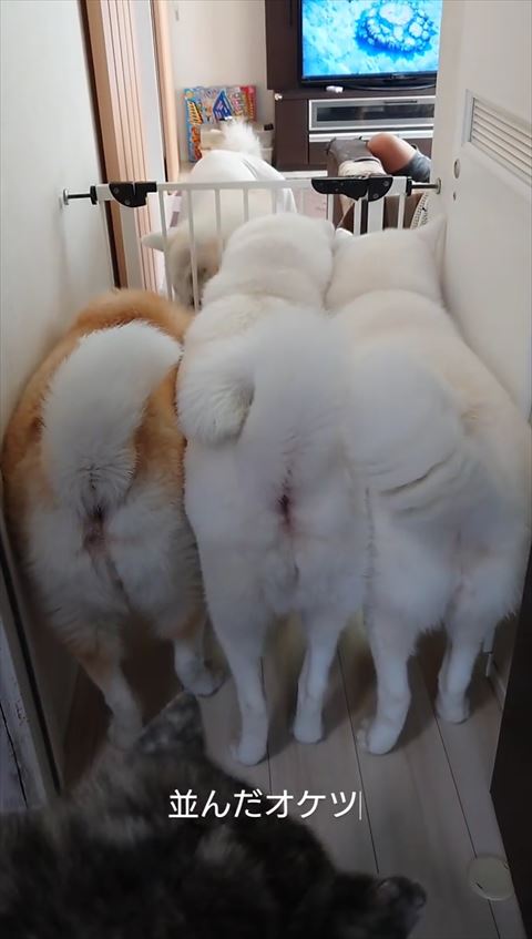 奥のワンコ下向いてる画像