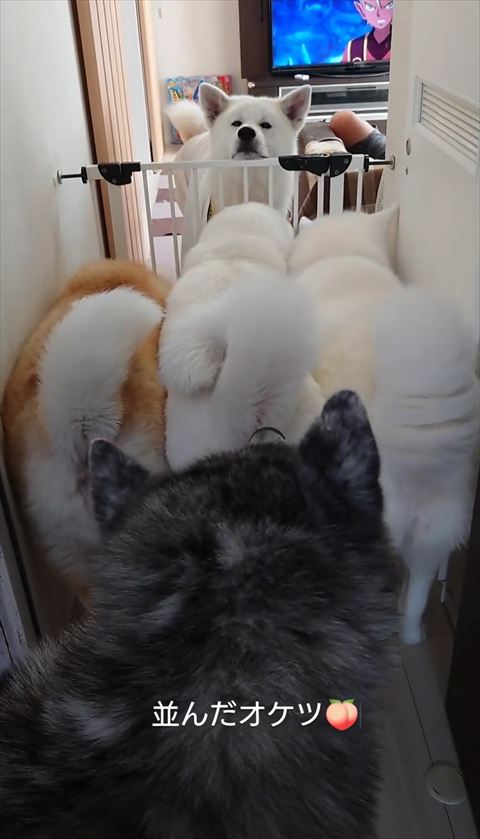 奥のワンコ柵にアゴのせてる