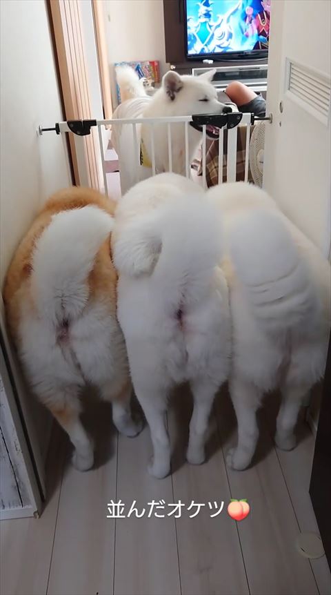 奥のワンコ笑ってる