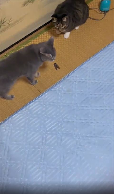 電気ついた部屋で猫2匹とセミ