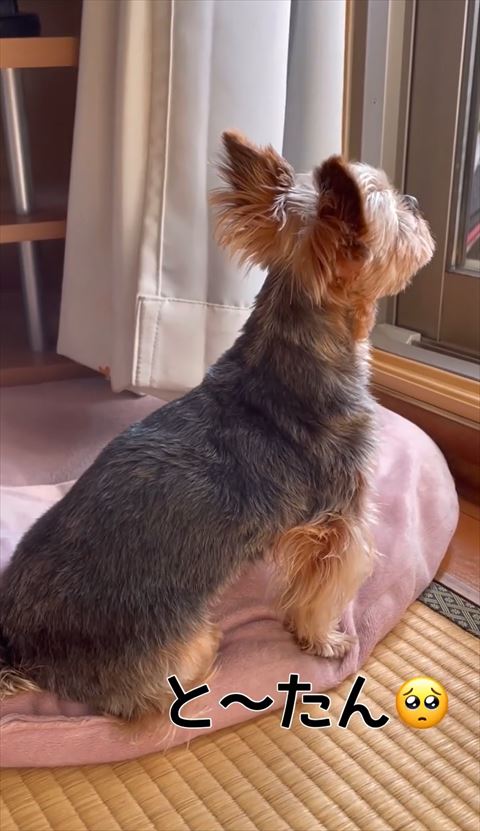 飼い主に構ってほしい犬