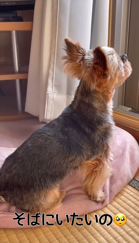 飼い主を見つめる犬