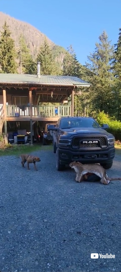 飼い主を見つけた犬