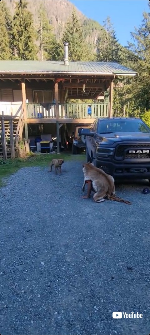 後ずさりする犬