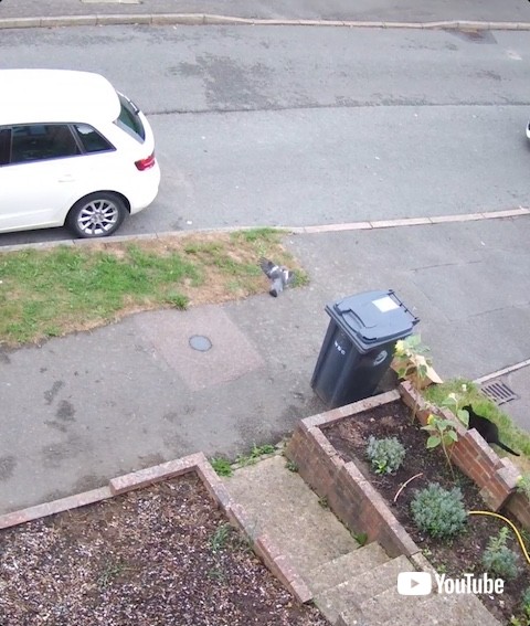 地面に着地する鳩