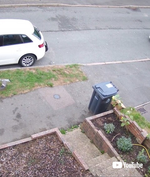 車にぶつかる猫