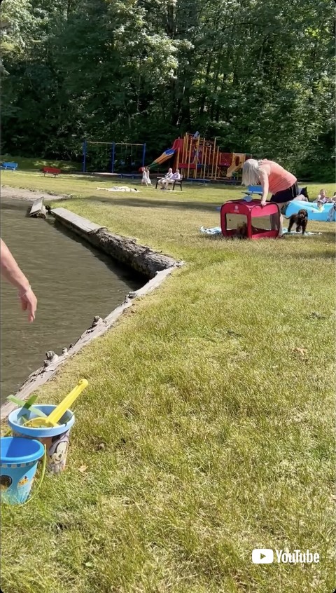 ケージの犬が近付く