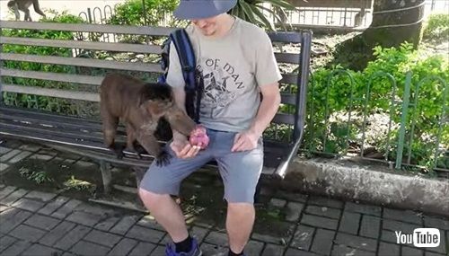 猿に包囲された男性