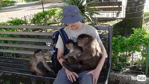 猿に包囲された男性