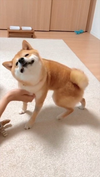 マッサージを受ける犬