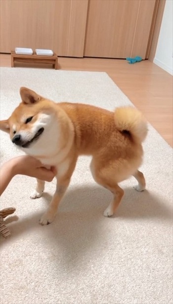 気持ち良さそうな表情の犬