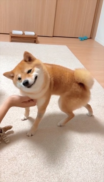 後ろ足を震わせる犬