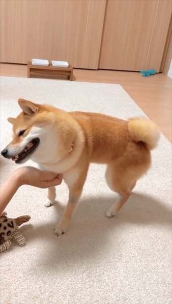 ご満悦の犬
