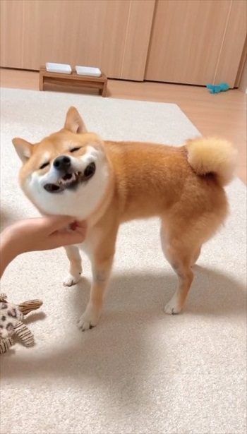 イーの顔をする犬