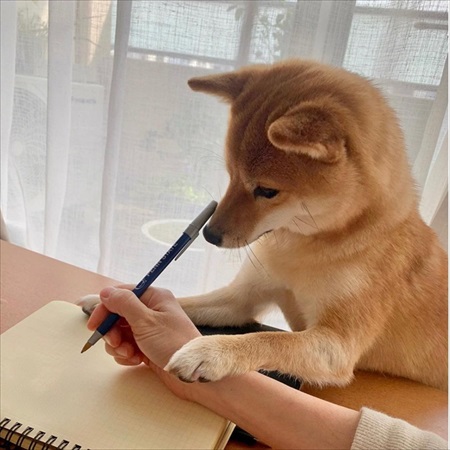 お手伝いをする犬