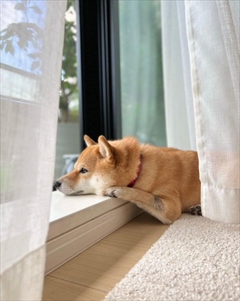 窓辺でくつろぐ犬