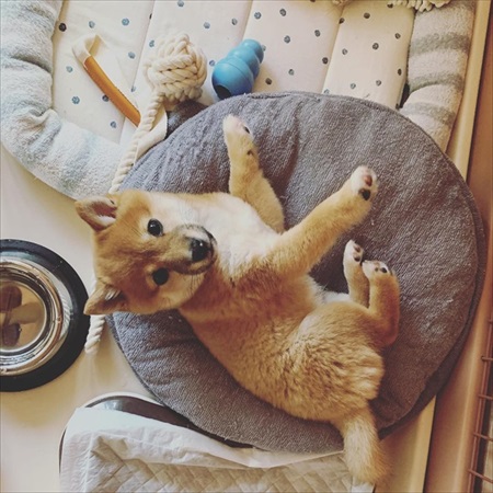 お迎えしたときの犬