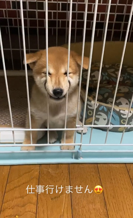 ケージにめりこむぎんくん