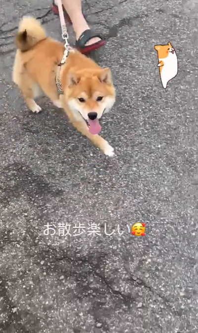 お散歩中の空くん