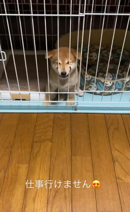 柴犬引き目