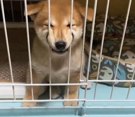 柴犬のアピール