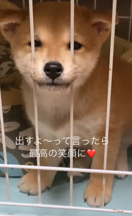 にっこり柴犬