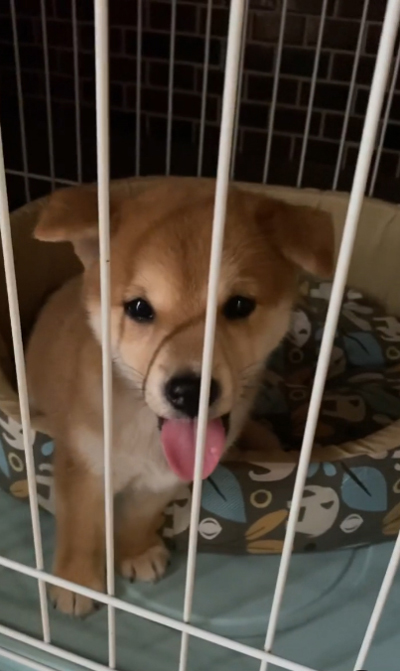 出して欲しい吟くん