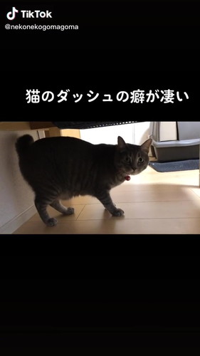 こちらを見る猫
