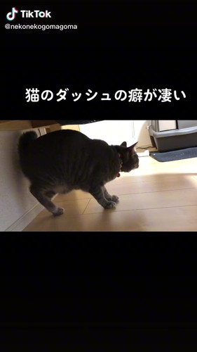 下がる猫