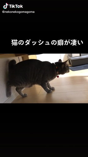 お尻が壁にあたる猫