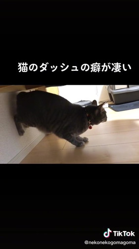 両足を壁に乗せる猫