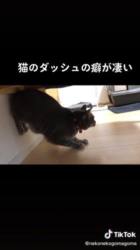 お尻を高く上げる猫