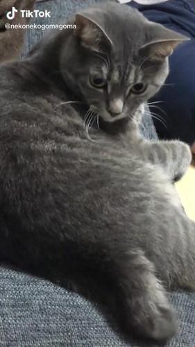 まったりする猫ちゃん