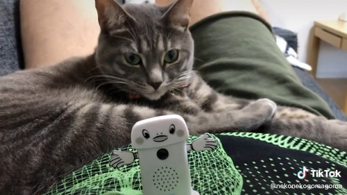 見つめる猫ちゃん