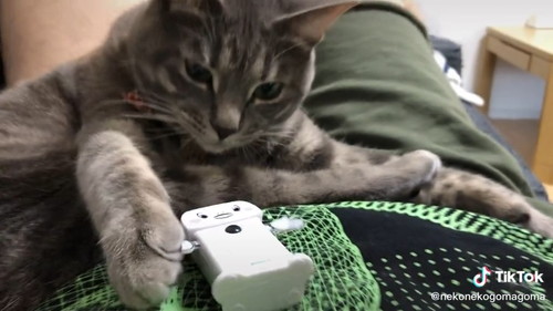 てやー！猫ちゃん