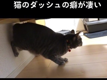 「猫のダッシュの癖が凄い」