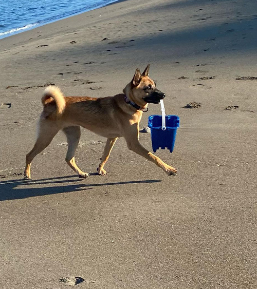 お手伝いするMOANAちゃん