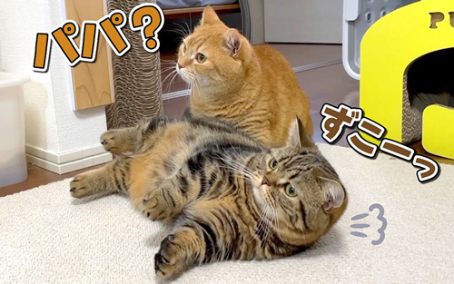 別人が帰って来た時の猫の反応