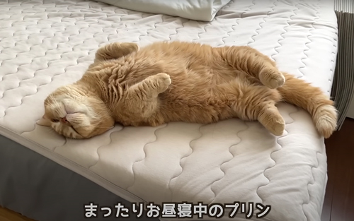 昼寝中の猫