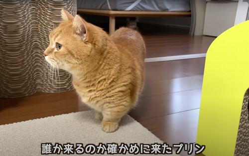 誰かと思う猫