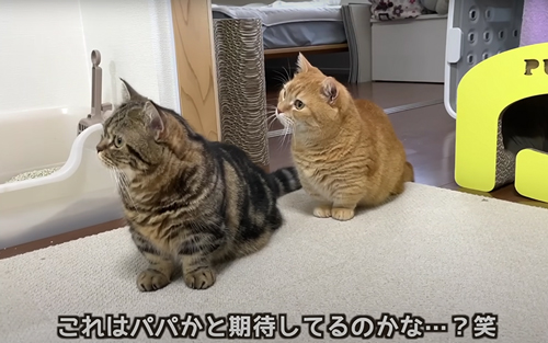 パパだと思った猫たち
