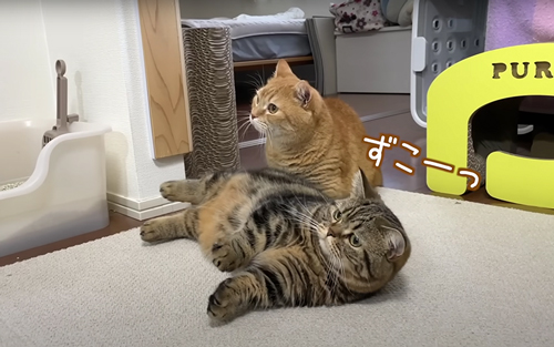 ズコーっとする猫