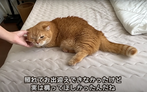 ご満悦の猫たち