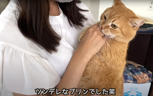 カプッとする猫たち