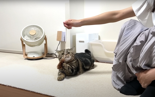 猫じゃらしで遊ぶ猫たち