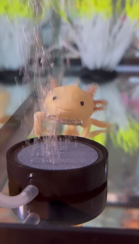 ウーパールーパー