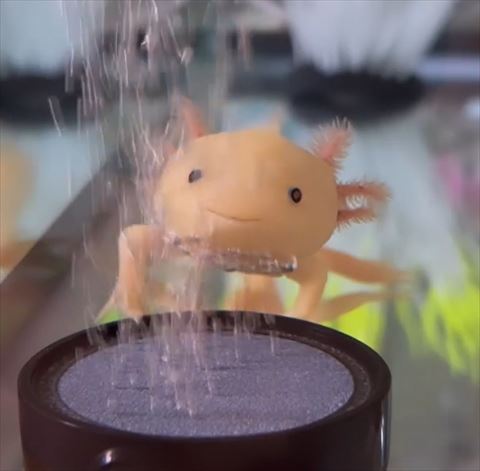 ウーパールーパートリミング