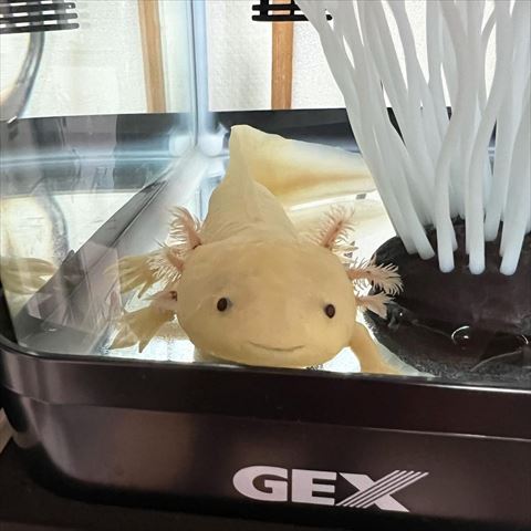 白イソギンチャクの隣